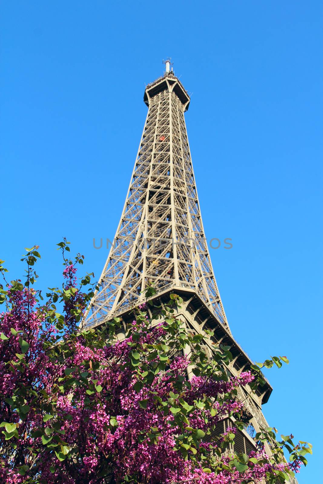 The Eiffel Tower in Paris, France by destillat