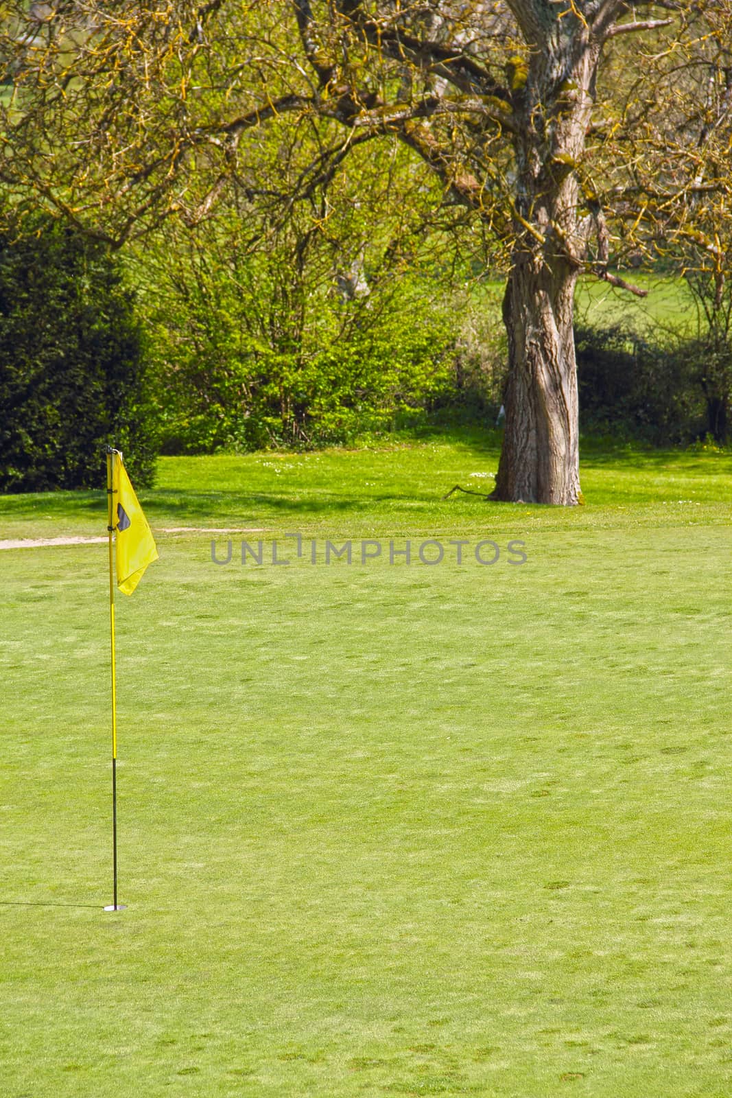 Flag on the golf field by destillat