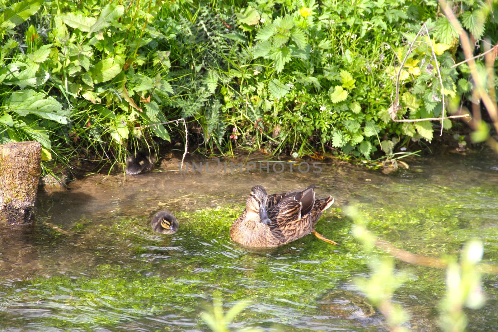 Mother-duck and ducklings floating in river