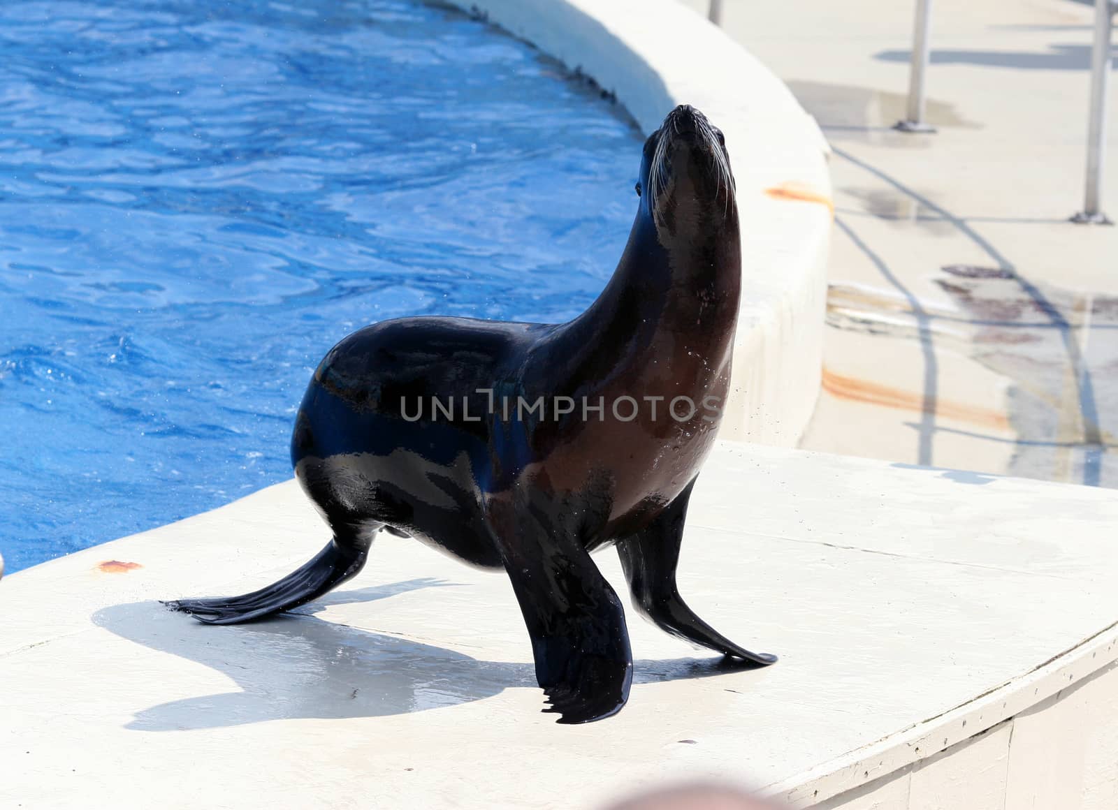 Seal by Carratera