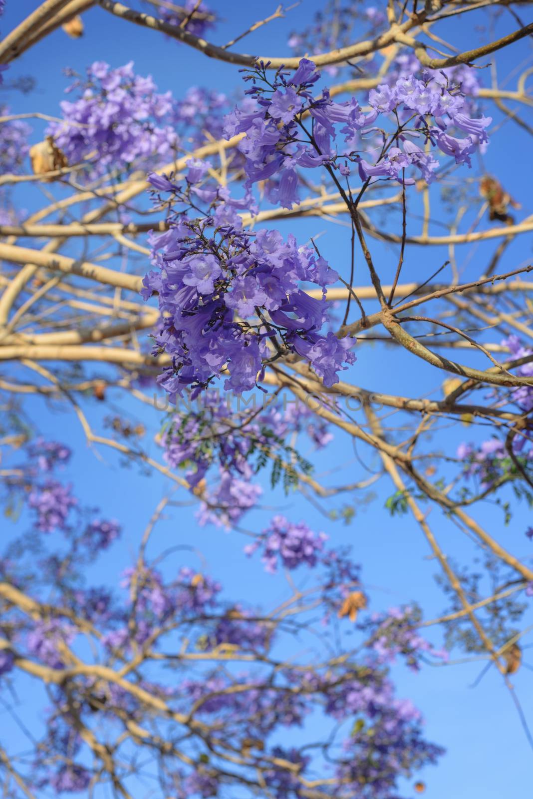 Tree with blooming violet flowers on it