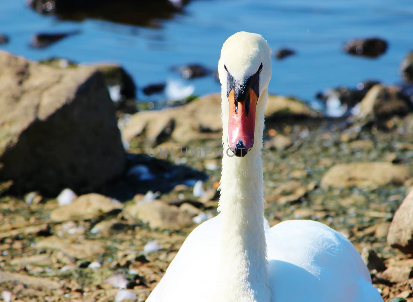 Close-up image of an adult Mute Swan.