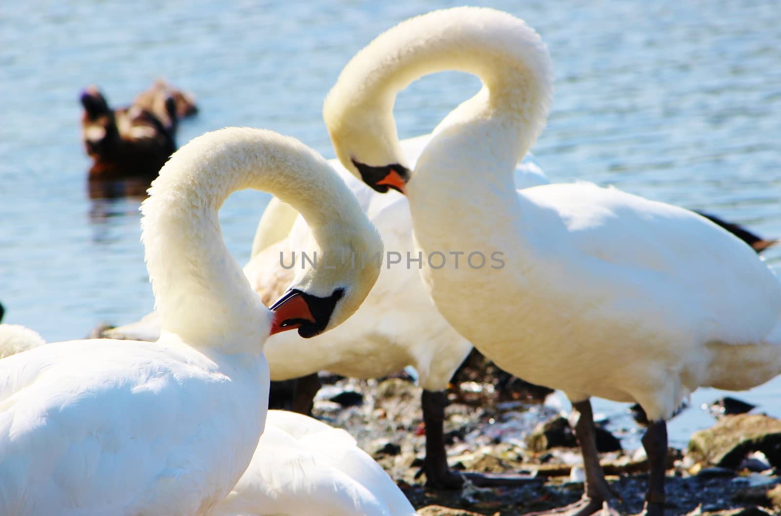 Mute Swans (Cygnus olor). by paulst