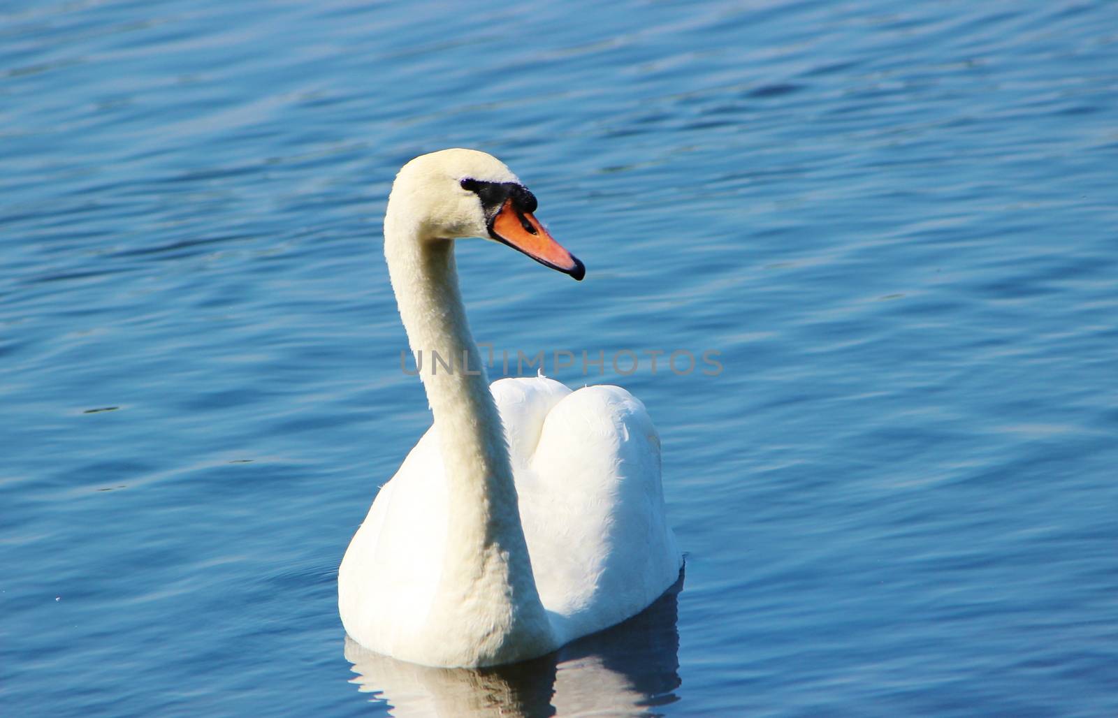 Mute Swan (Cygnus olor) by paulst