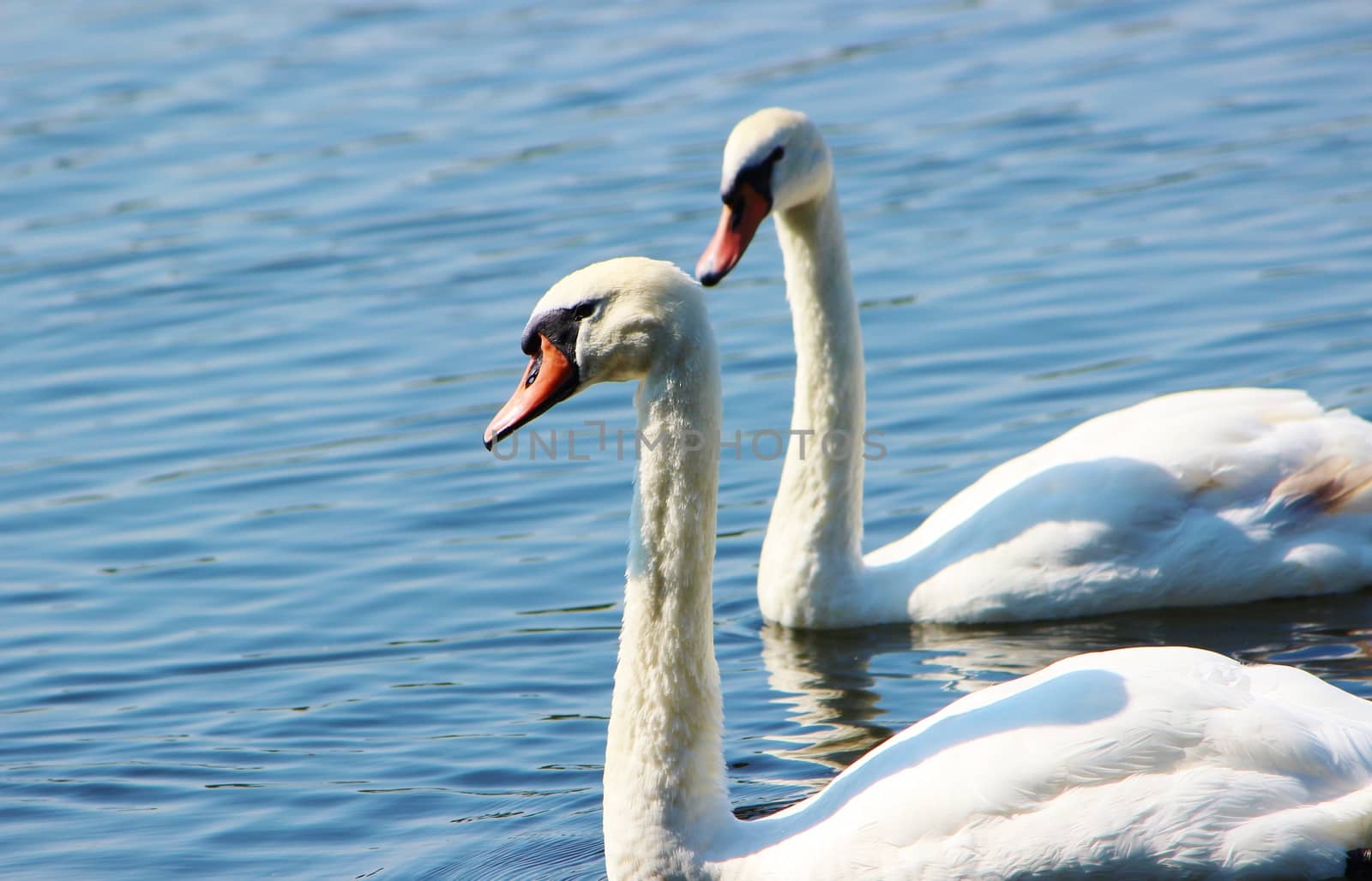 A colourful image of two Mute Swans.