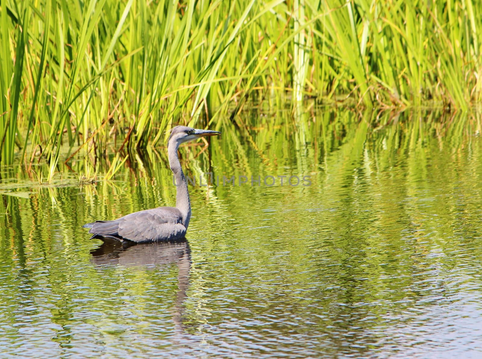 A colourful image of a Grey Heron swimming in a Nature reserve.