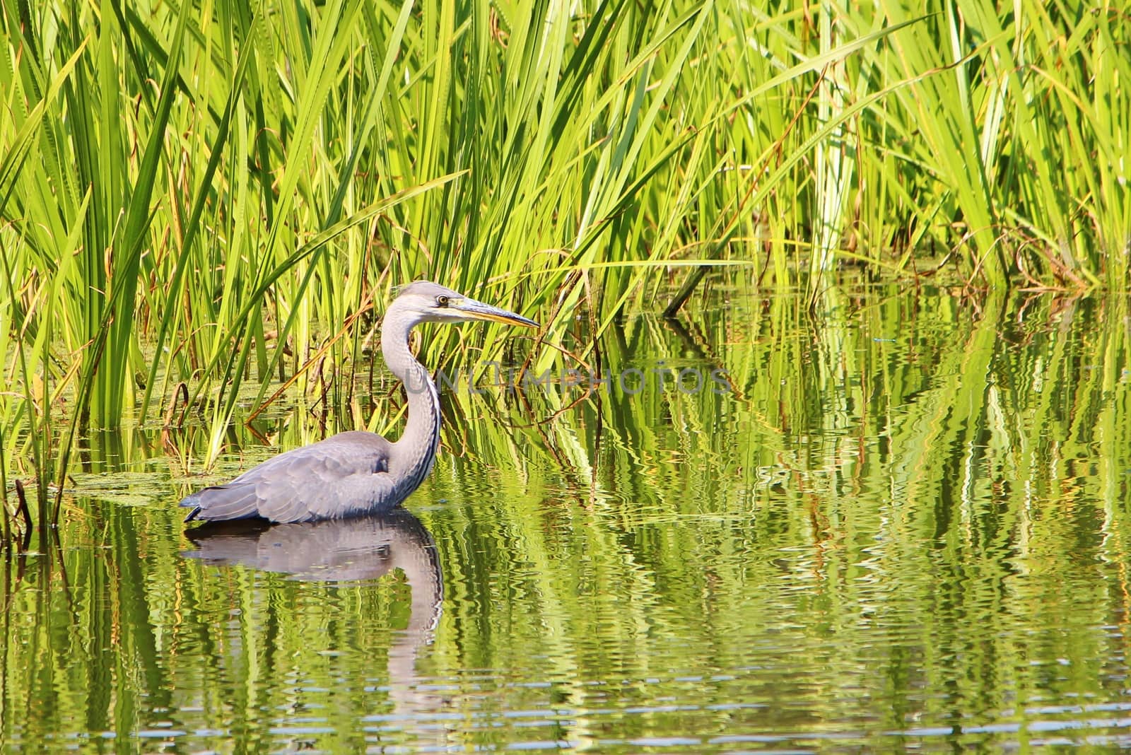 Grey Heron (Ardea cinerea). by paulst