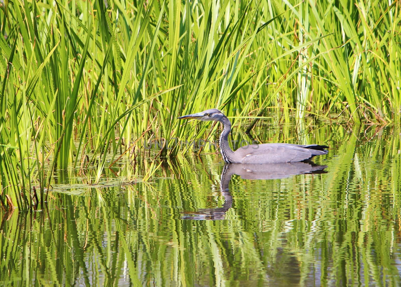 Grey Heron (Ardea cinerea). by paulst