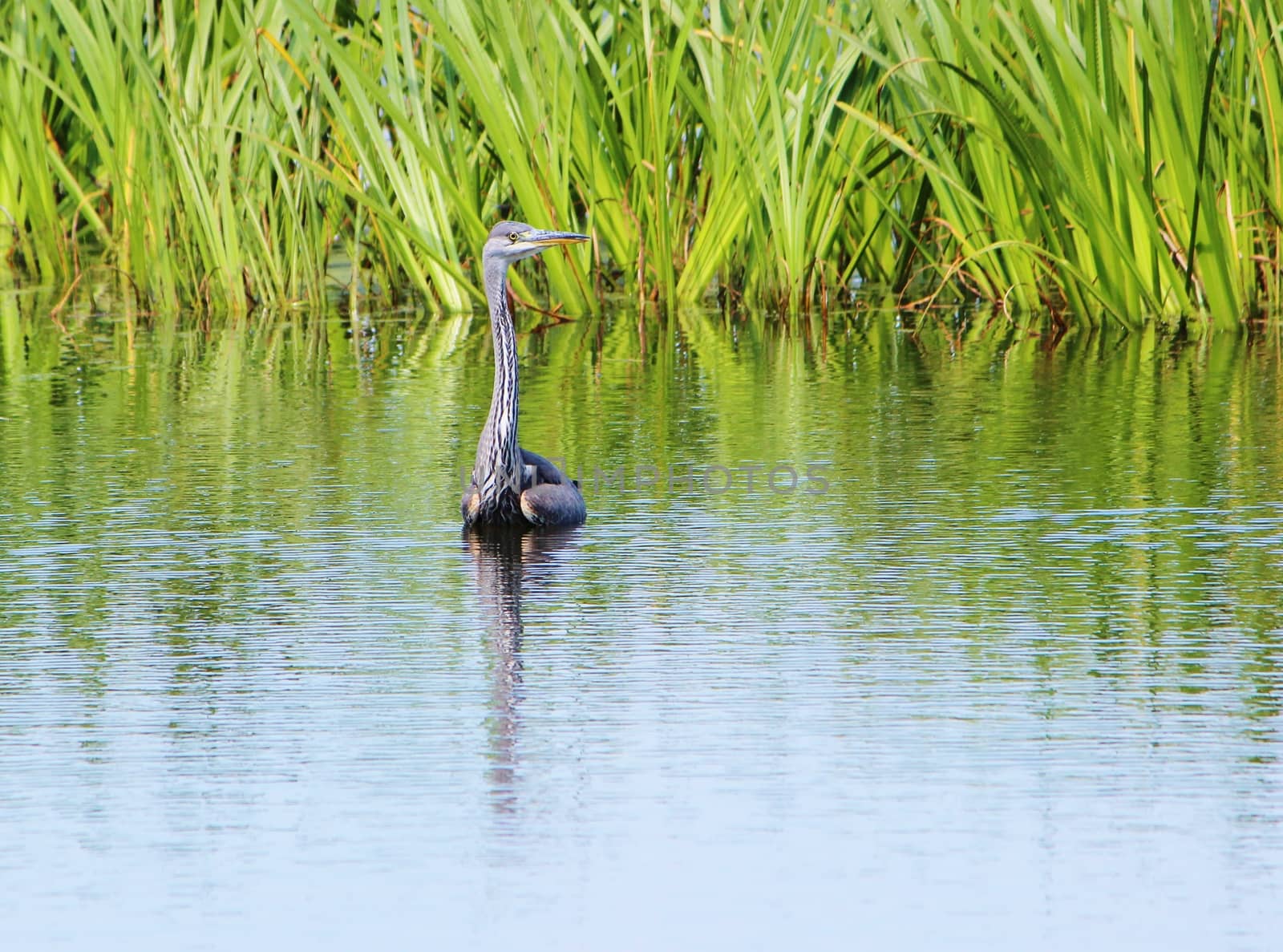 A beautiful image of a Grey Heron in an English Nature reserve.