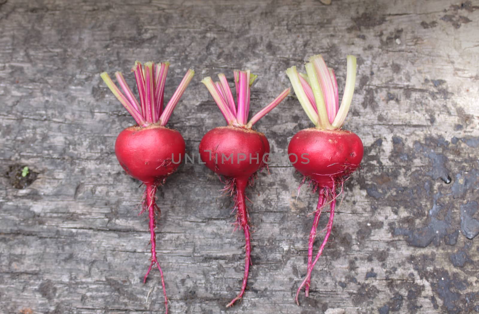 Three freshly picked beetroots, Chioggia, an Italian heirloom variety, with the remains of their tops attached. Set on a rustic wooden base on a landscape format.