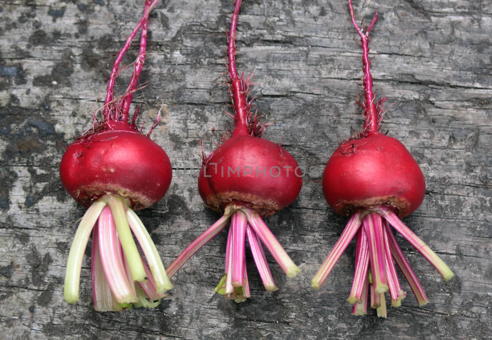 Three freshly picked beetroots, Chioggia, an Italian heirloom variety, with the remains of their tops attached. Set on a rustic wooden base on a landscape format, looking from above.