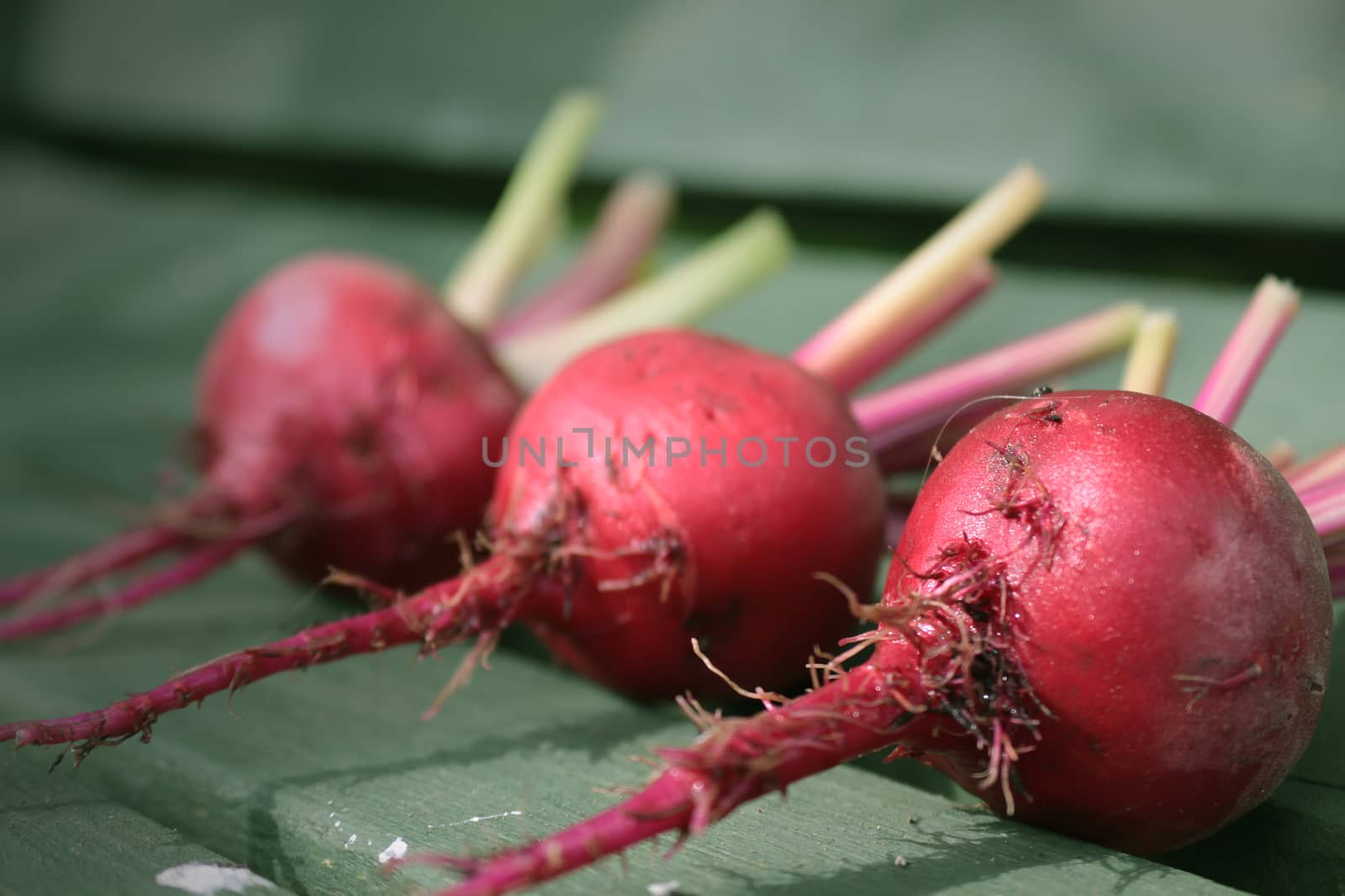 Three freshly picked beetroots, Chioggia, an Italian heirloom variety, with remains of stems attached. Set on a rustic green wooden garden bench base on a landscape format.