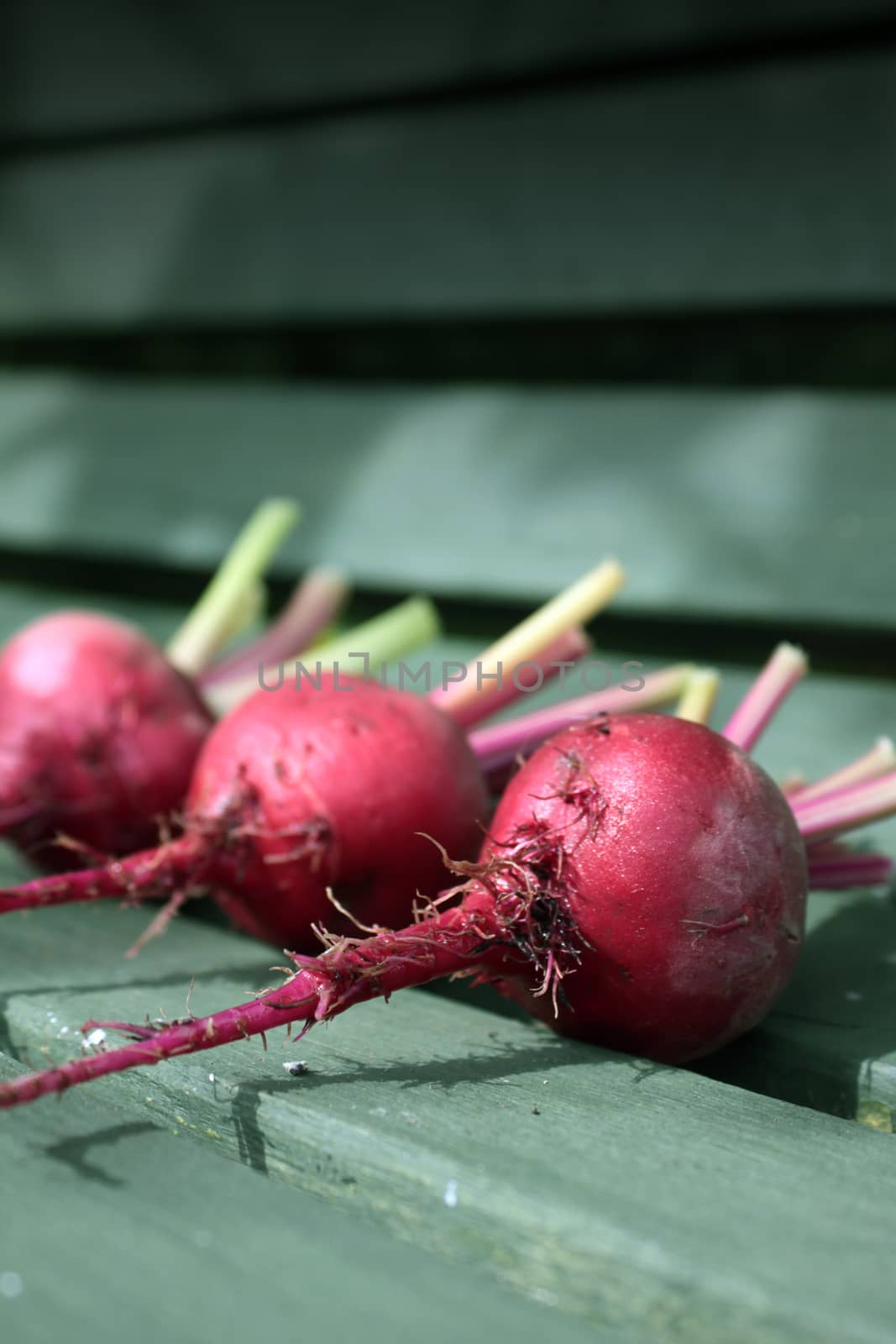 Detail of three freshly picked beetroots, Chioggia, an Italian heirloom variety, with remains of stems attached. Set on a rustic green wooden garden bench base on a portrait format.