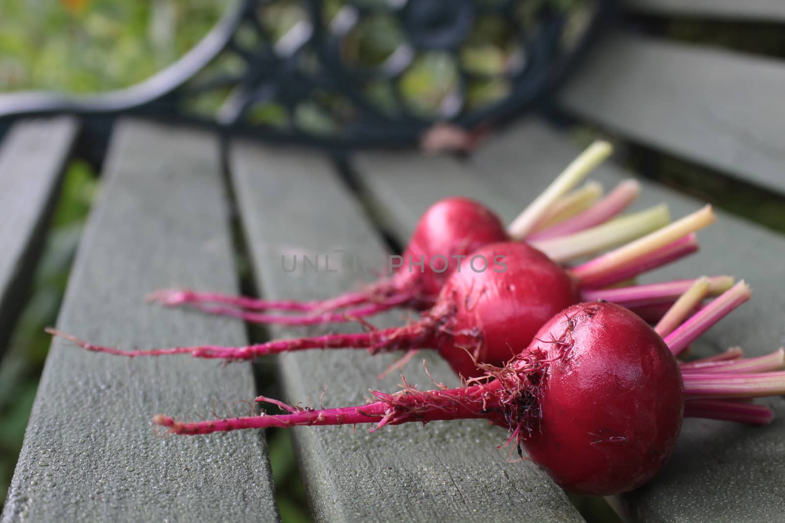 Three freshly picked beetroots, Chioggia, an Italian heirloom variety, with remains of stems attached. Set on a rustic green wooden garden bench base on a lansdcape format. Focus on foreground of image.