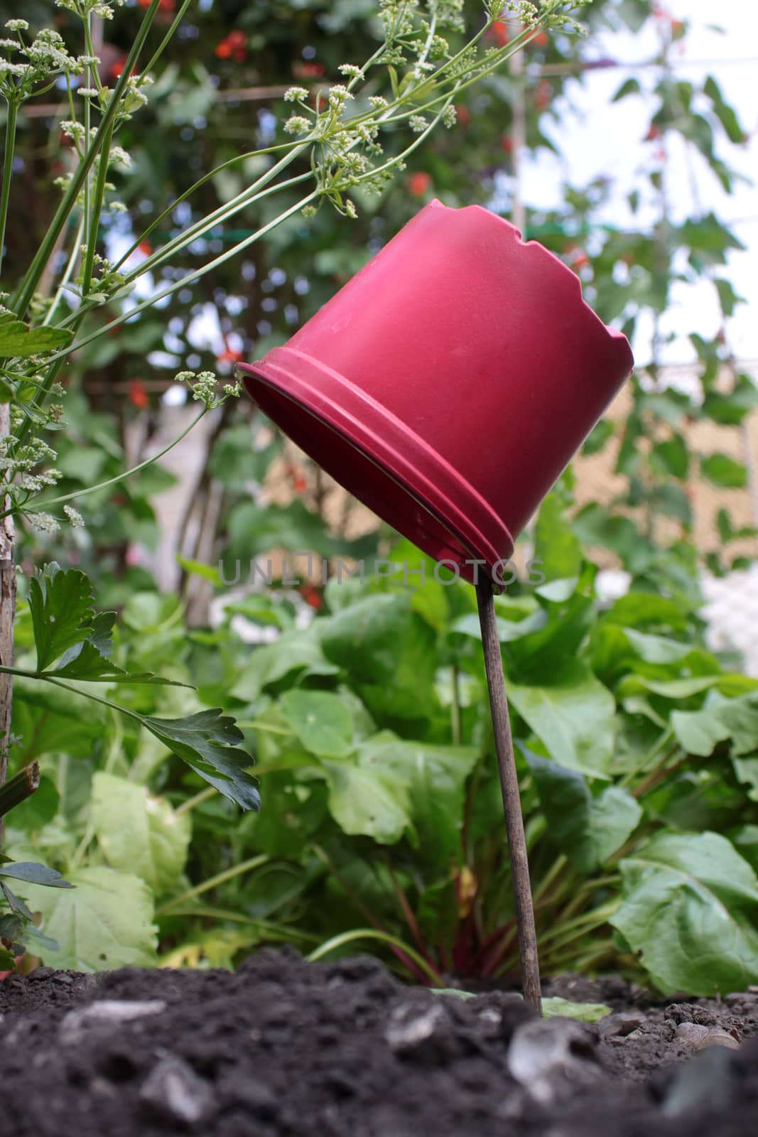 A single red plastic plant pot on a wooden stick in a suburban vegetable garden setting. Used as a marker in front of the green shooting leaves of some Beetroot and a seeding celery plant. Viewd from a low angle on a portrait format.