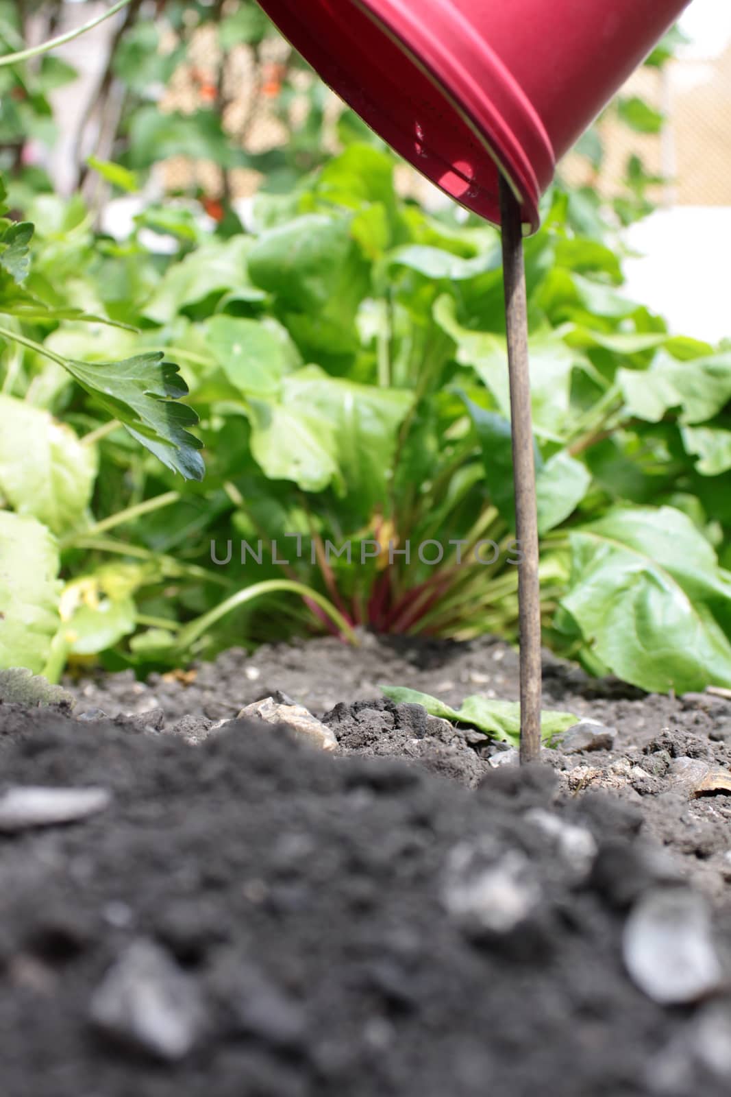 A single red plastic plant pot on a wooden stick in a suburban vegetable garden setting. Used as a marker in front of the green shooting leaves of some Beetroot. Viewed from a low angle through the garden soil.