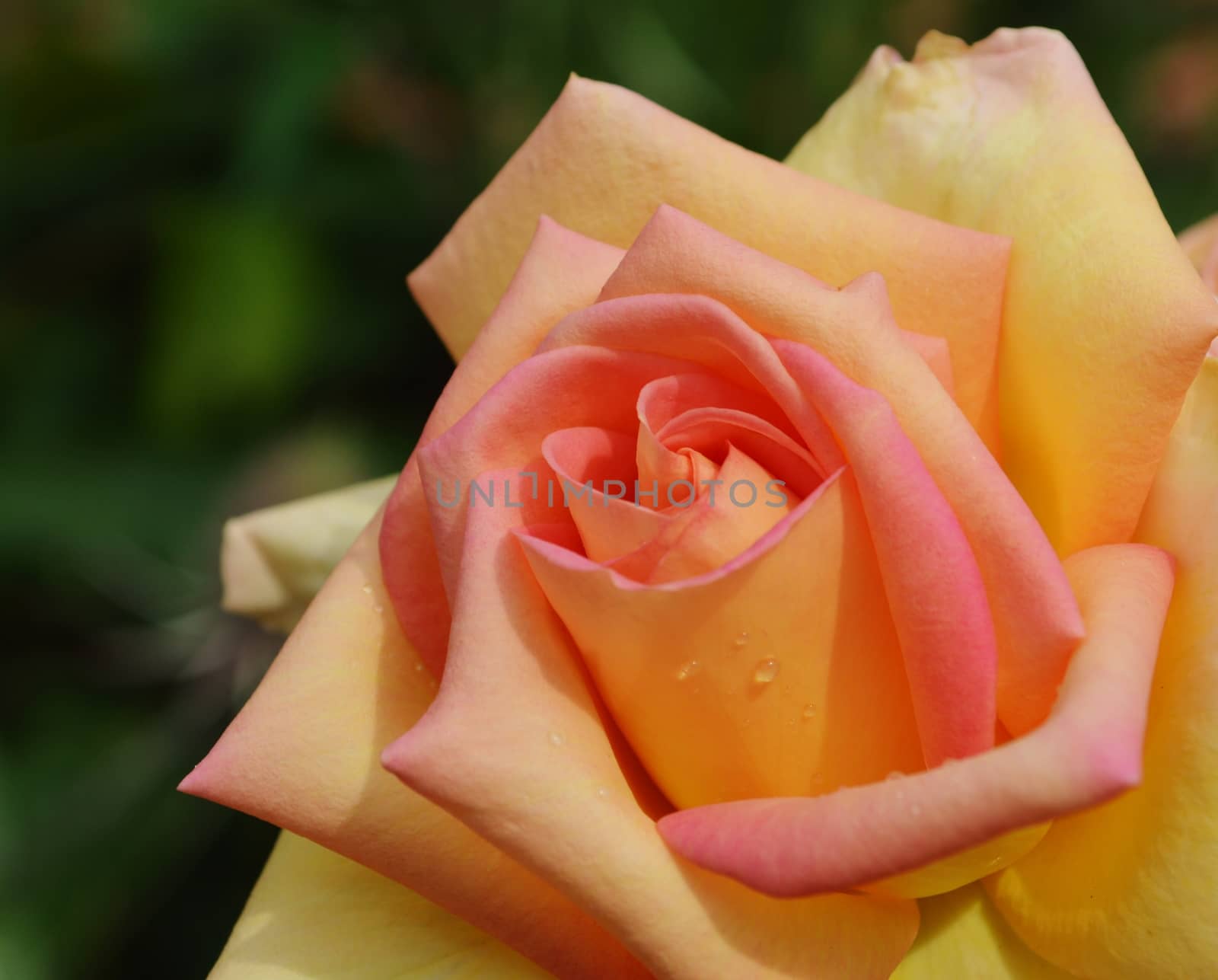 A beautiful pink and yellow Rose bloom.