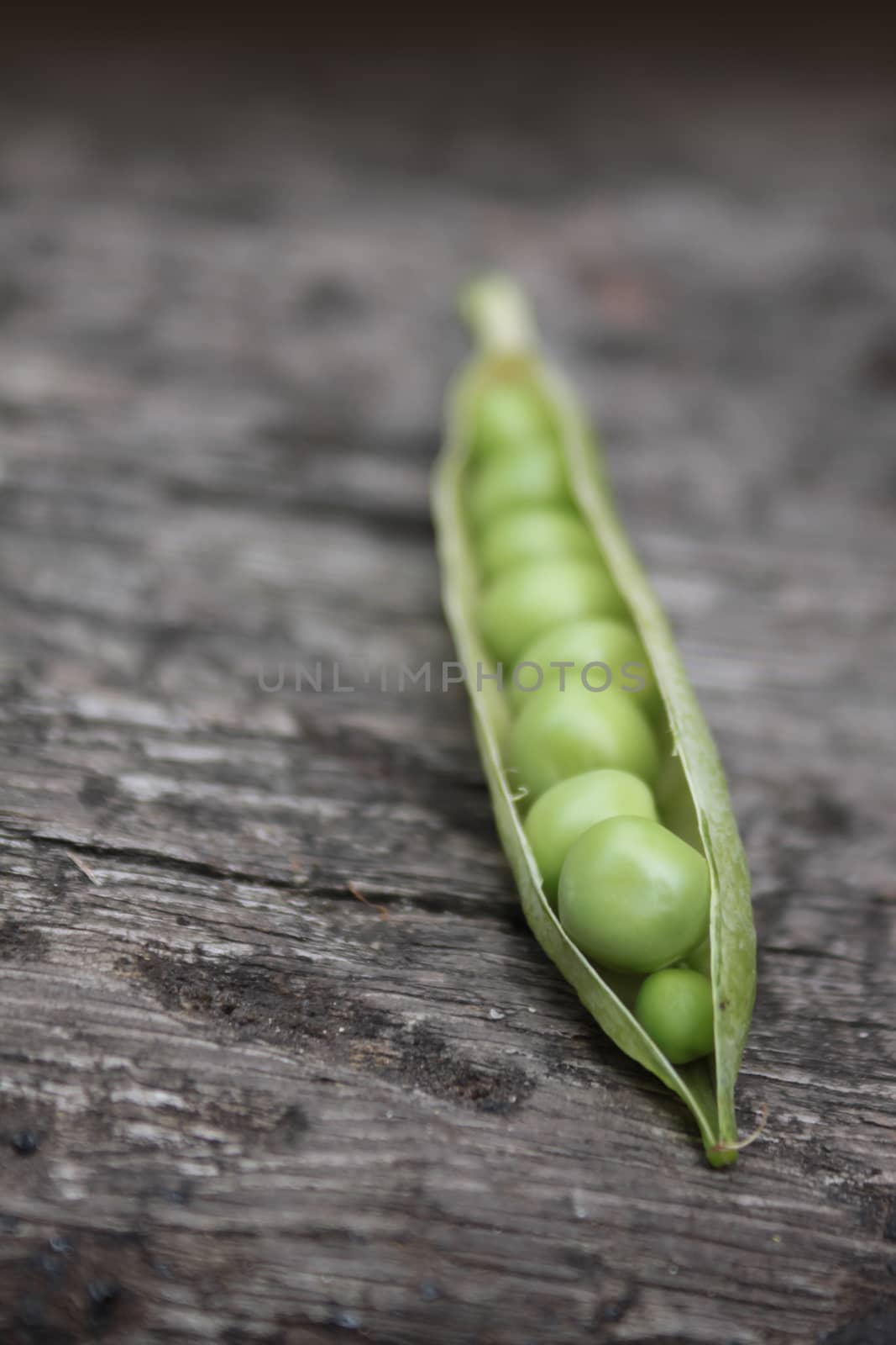 A close up view of a single pea pod with its peas exposed to view. Set on a portrait format on a wooden base.