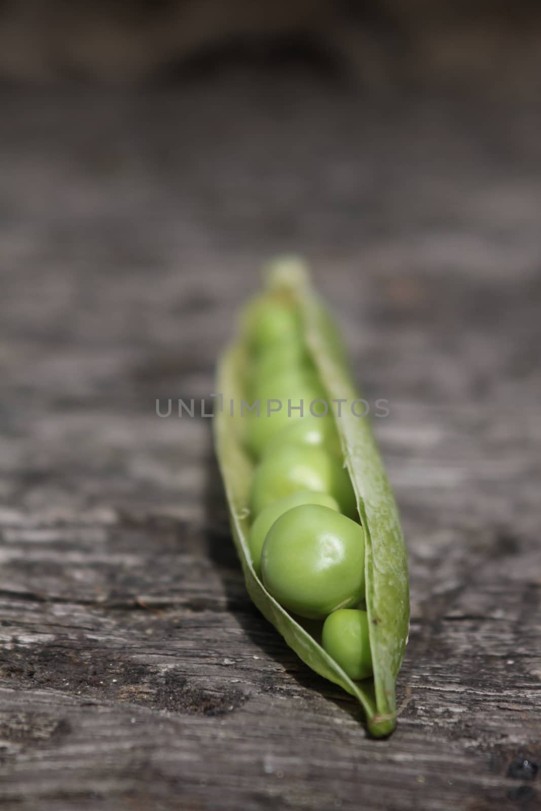 A close up view of a single pea pod with its peas exposed to view. Set on a portrait format on a wooden base.