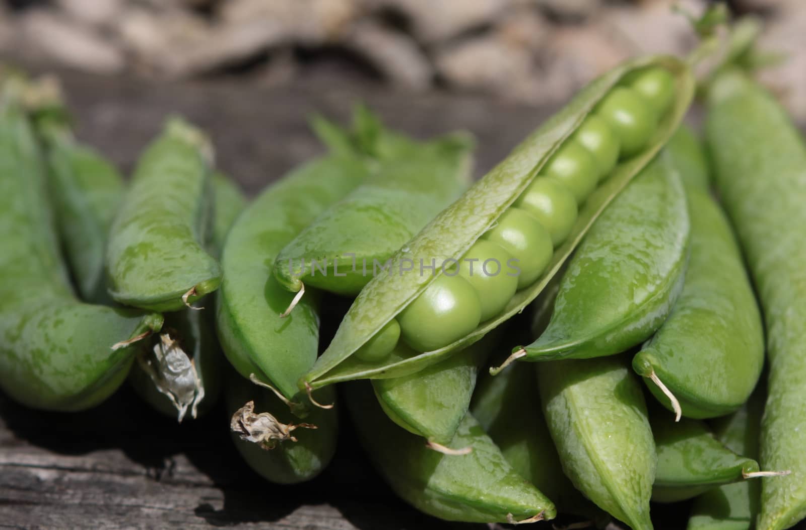 Detail of a crop of freshly picked organically grown peas. One pod is open showing the fresh peas inside its pod. Set on a landscape format.