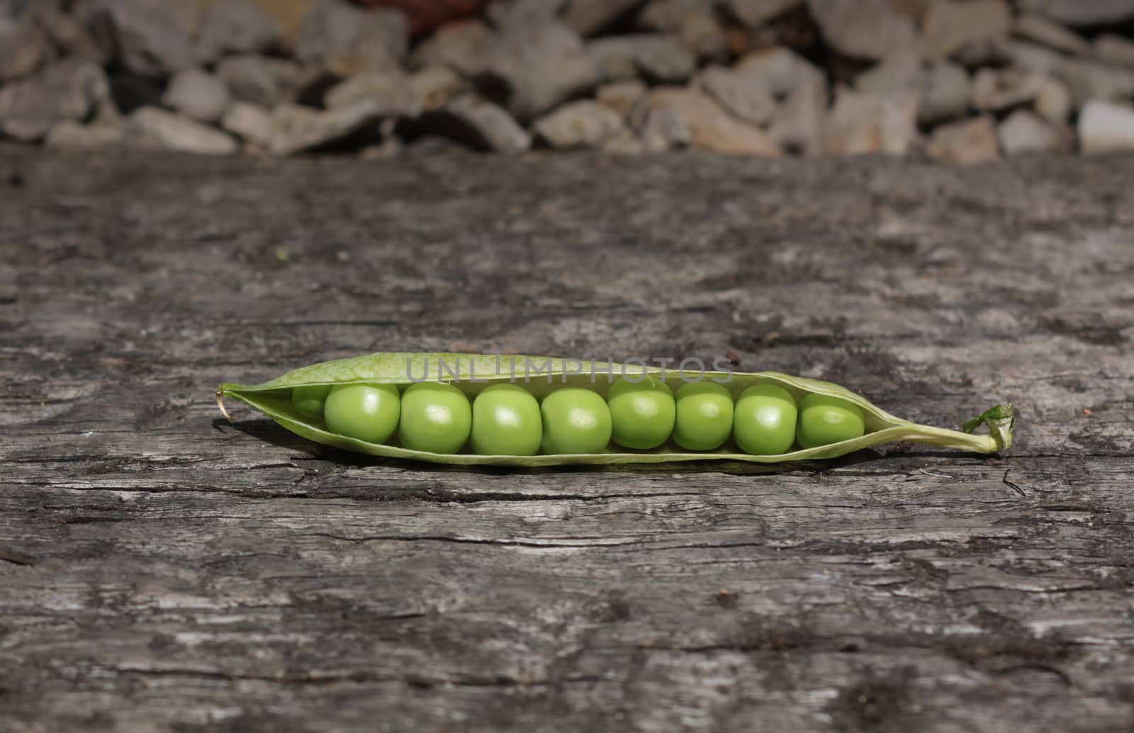 A close up view of a single pea pod with its peas exposed to view. Set on a landscape format on a wooden base.