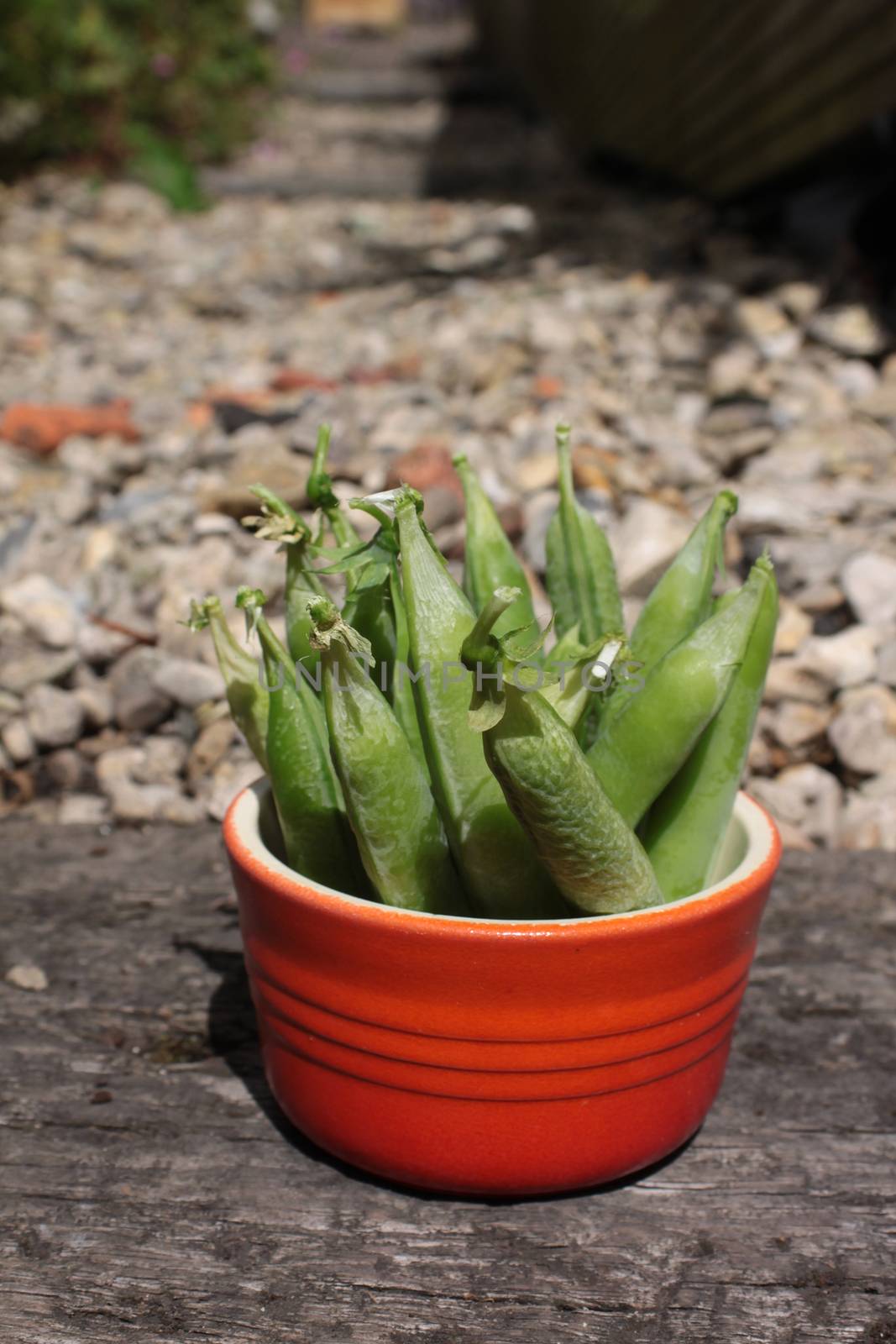 A crop of freshly picked organically grown peas in their pods. Set in a small orange ceramic bowl on a wooden base, with a gravel garden path in soft focus to background.