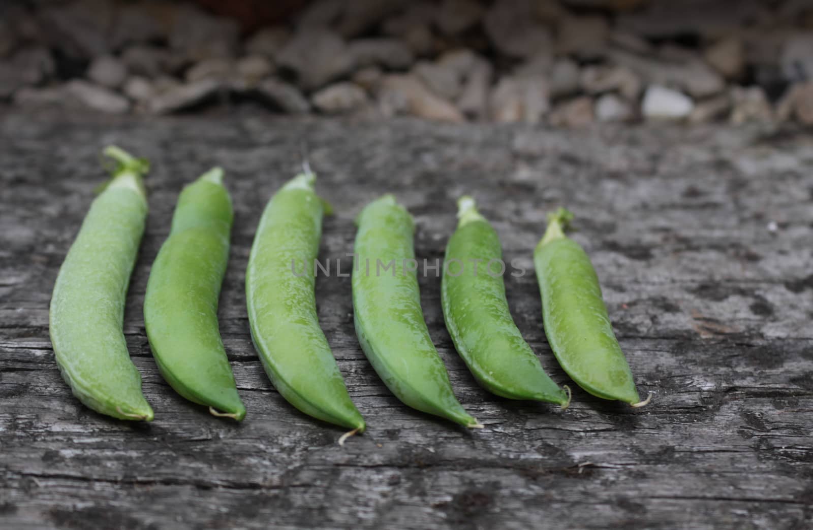 A crop of freshly picked organically grown peas set in a row on a wooden base . Set on a landscape format viewed from a low angle.