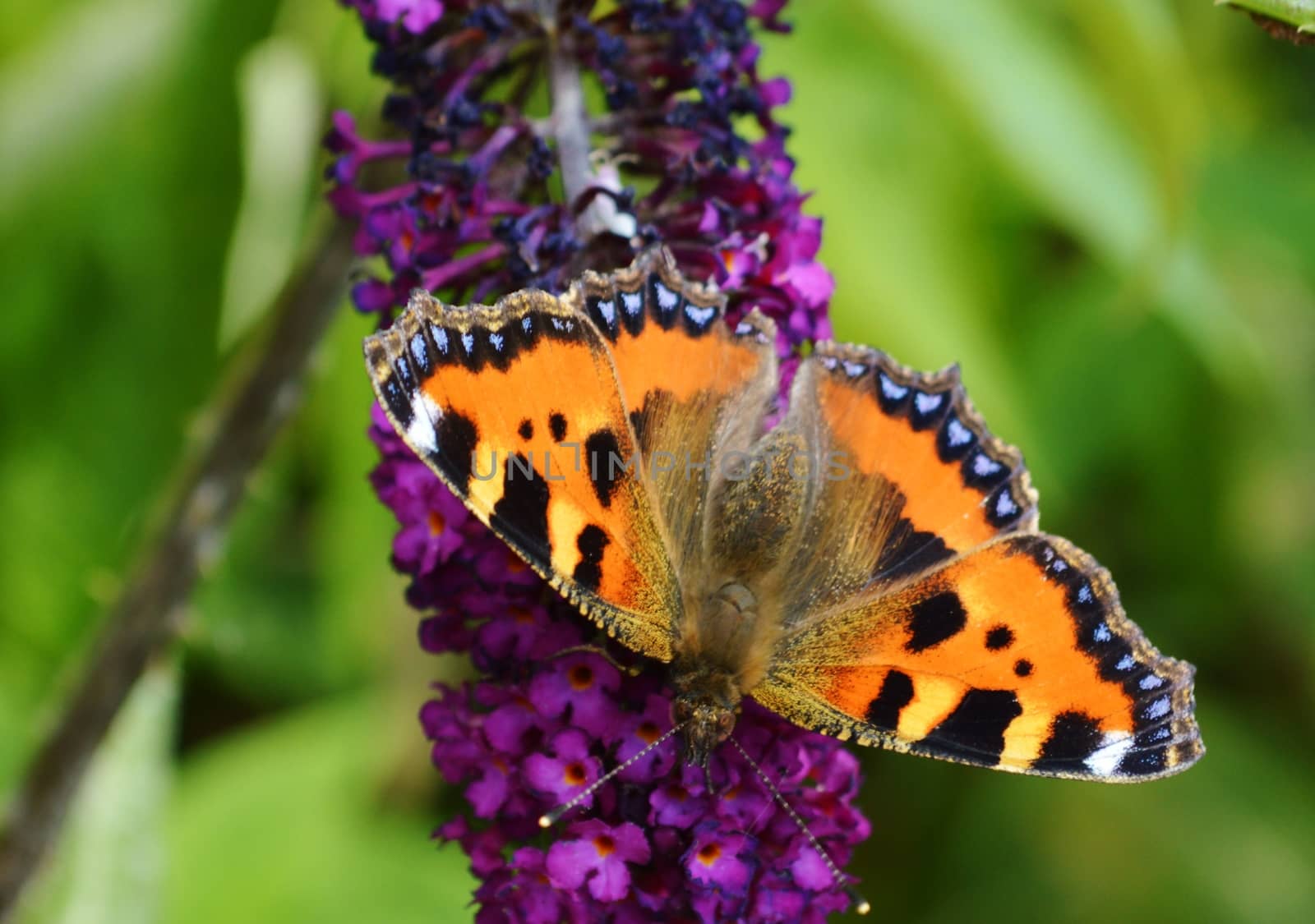 Close-up image of a colourful Small Tortoiseshell Butterfly.