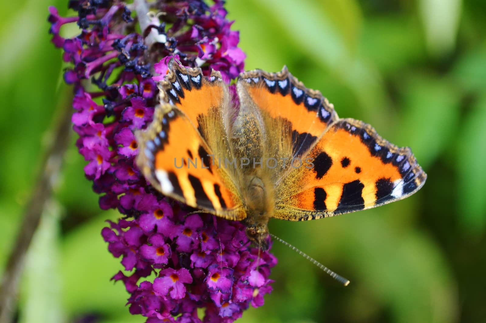 A colourful image of a Small Tortoiseshell Butterfly.