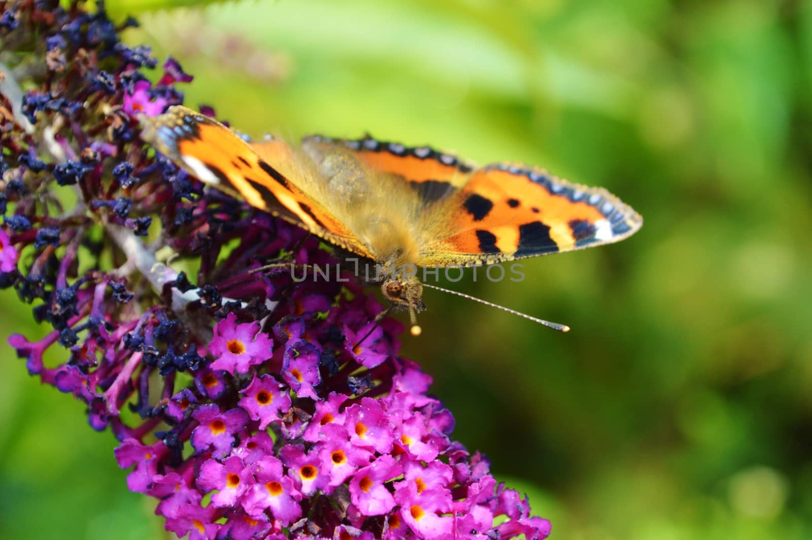Close-up image of a Small Tortoiseshell Butterfly.