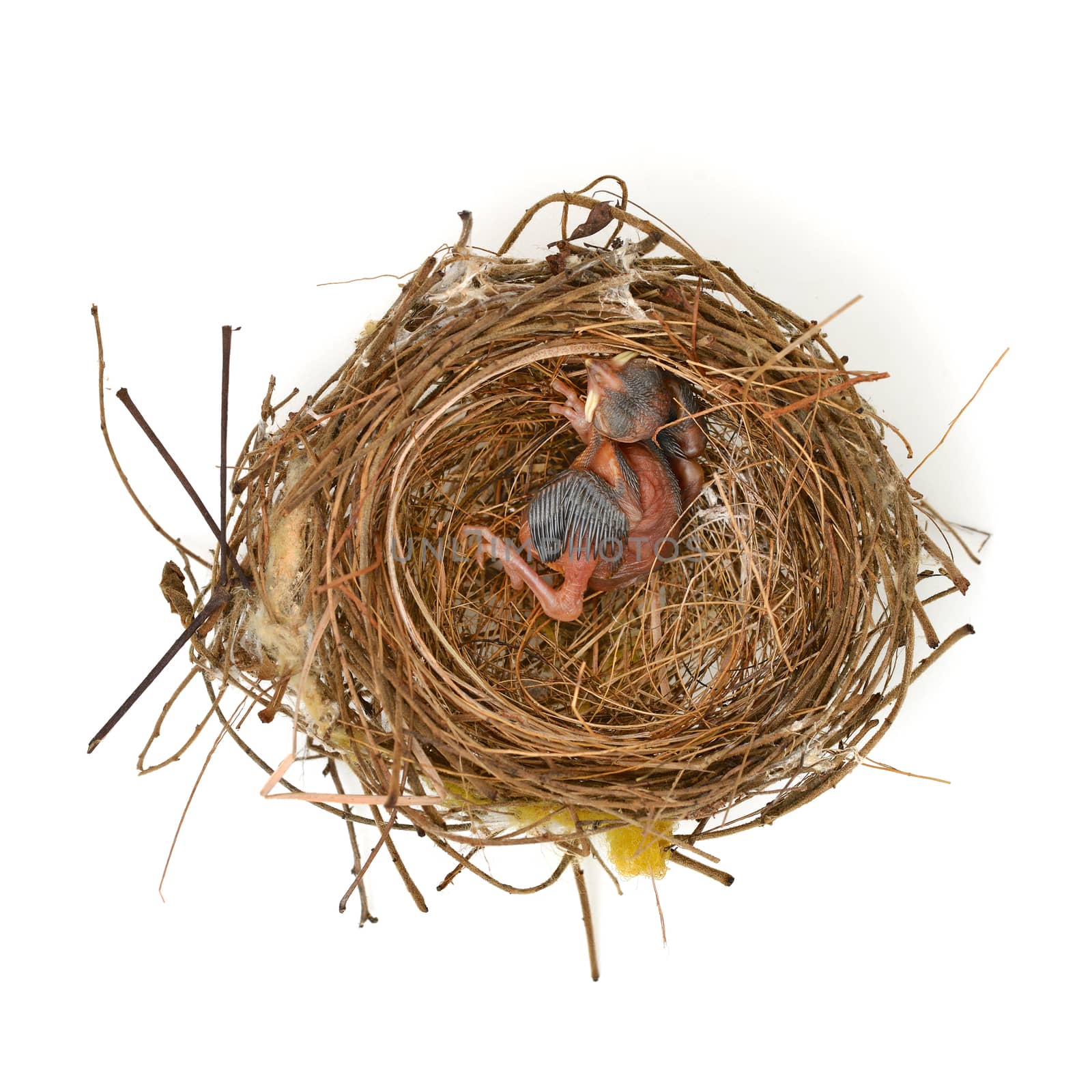 baby bird in a nest by antpkr