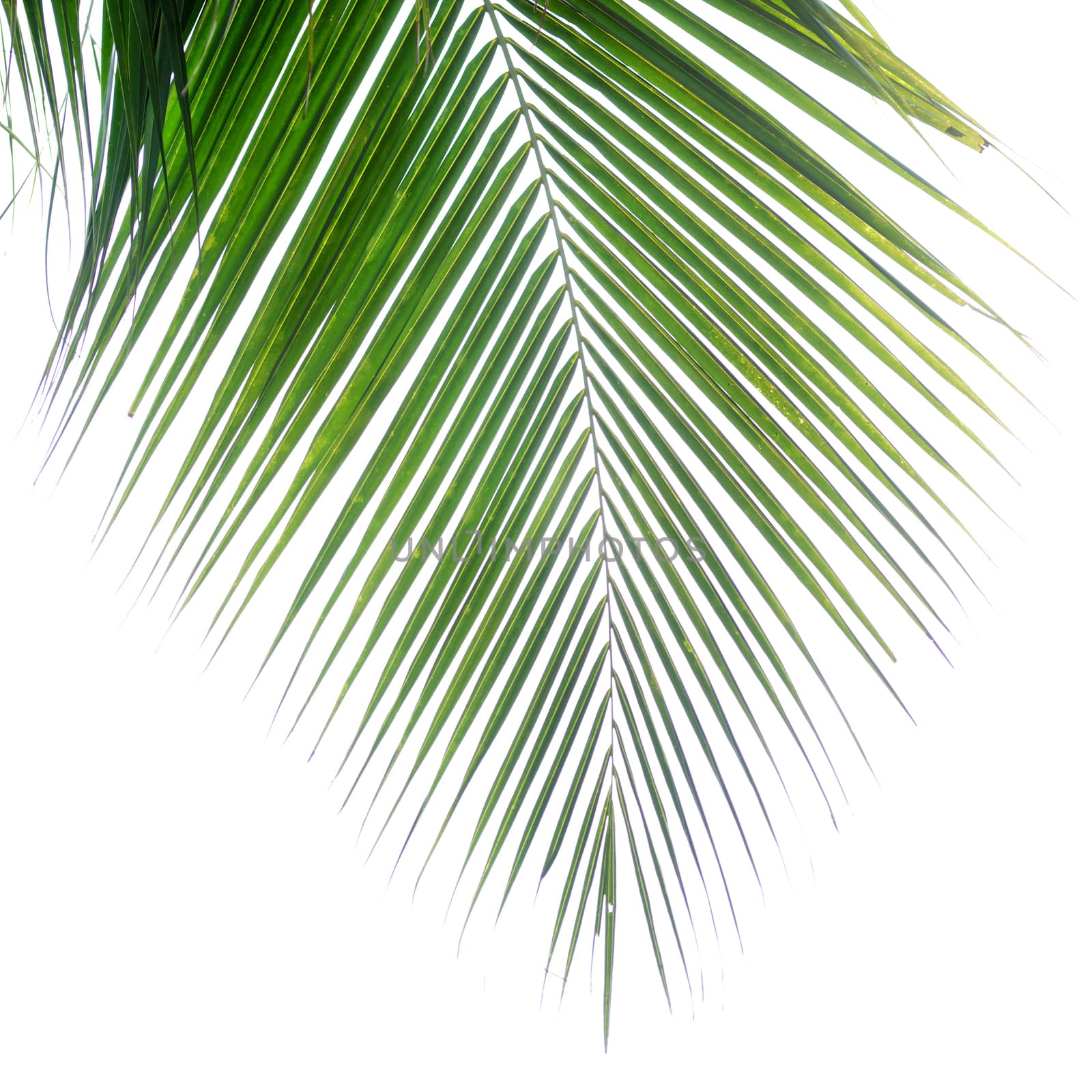 Palm Leaf by antpkr