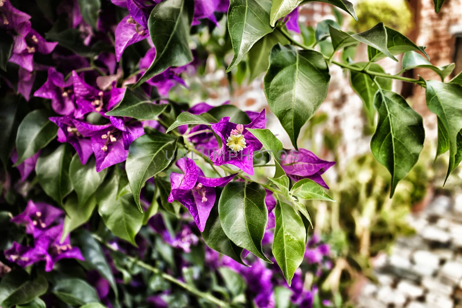 Bougainvillea glabra: glossy, dark green leaves and glorious magenta floral bracts.