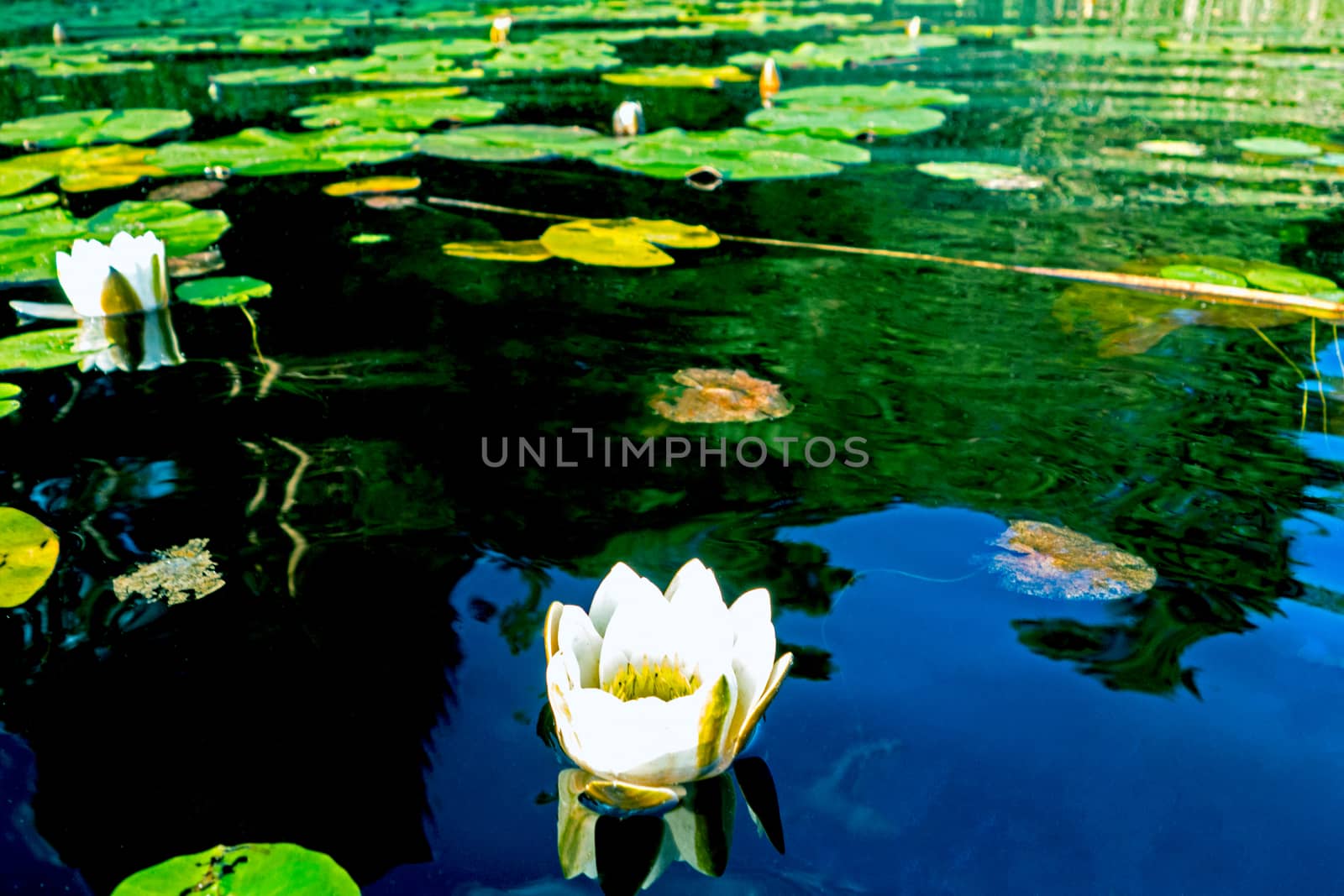 White Waterlily Floating