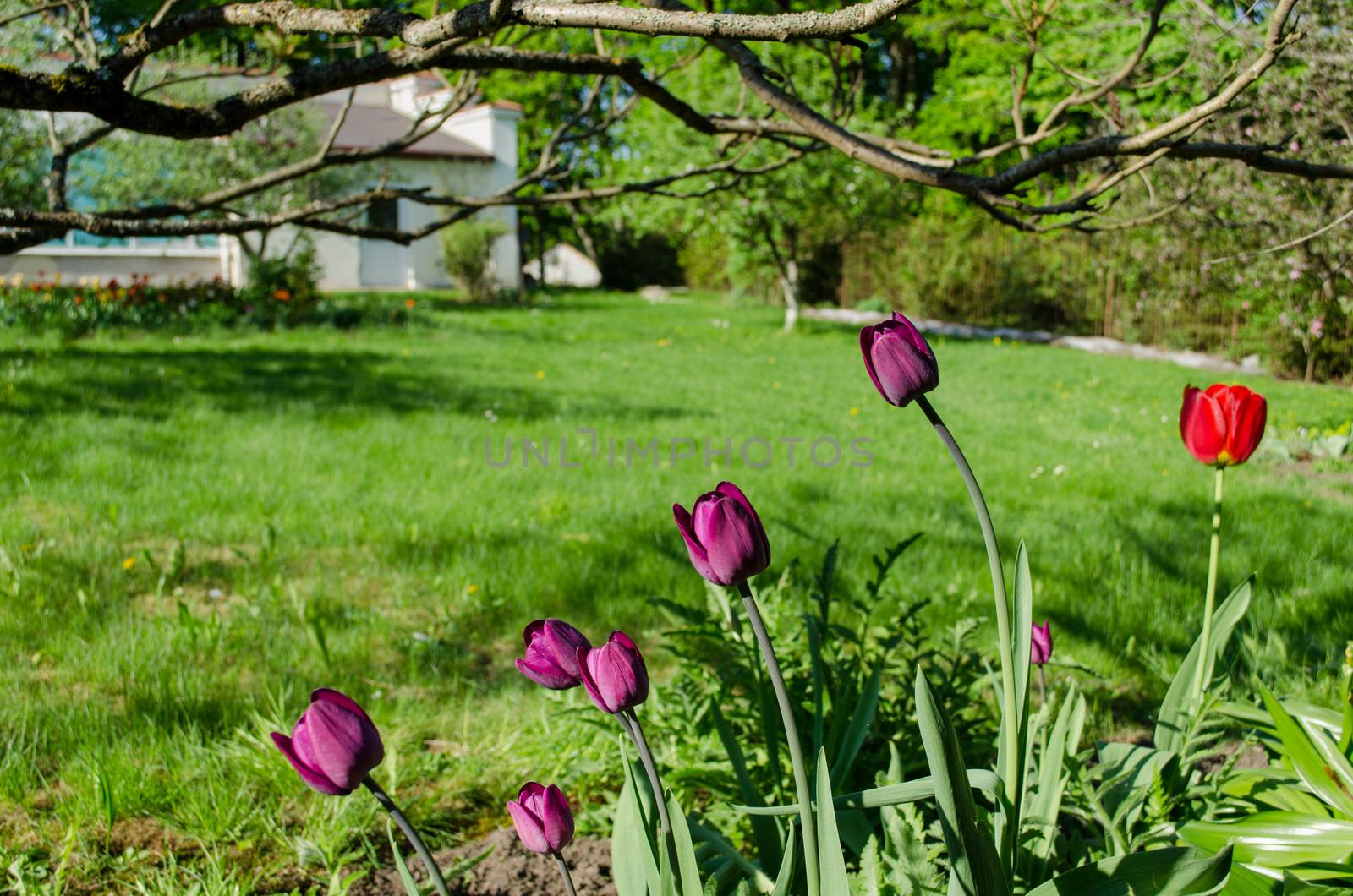 dark purple decorative garden tulips in the shade of trees