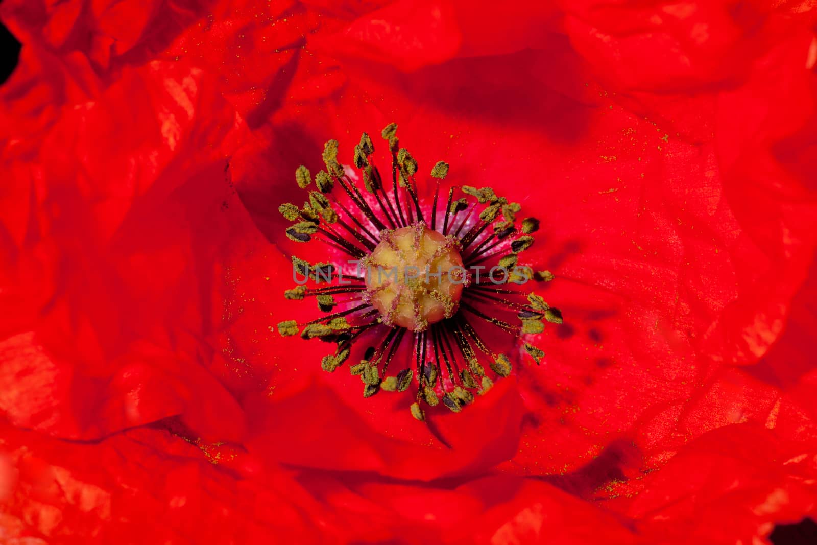 center of the flower of red papaver macro
