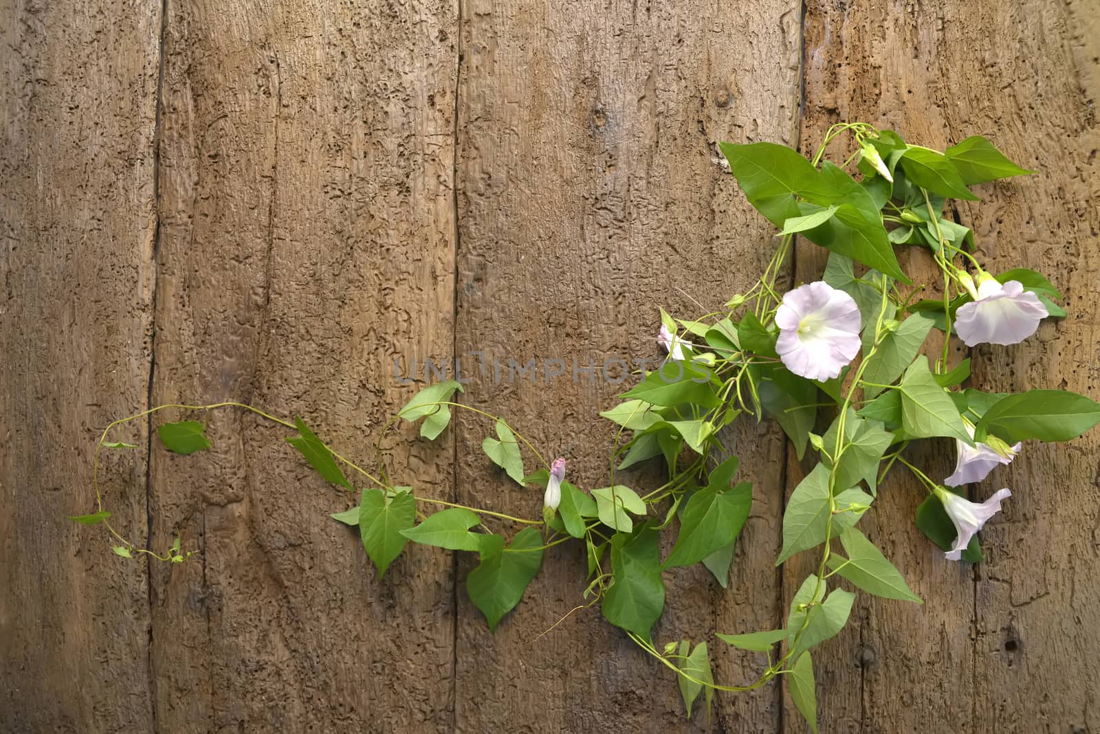 Flowers and wooden wall background by Carche