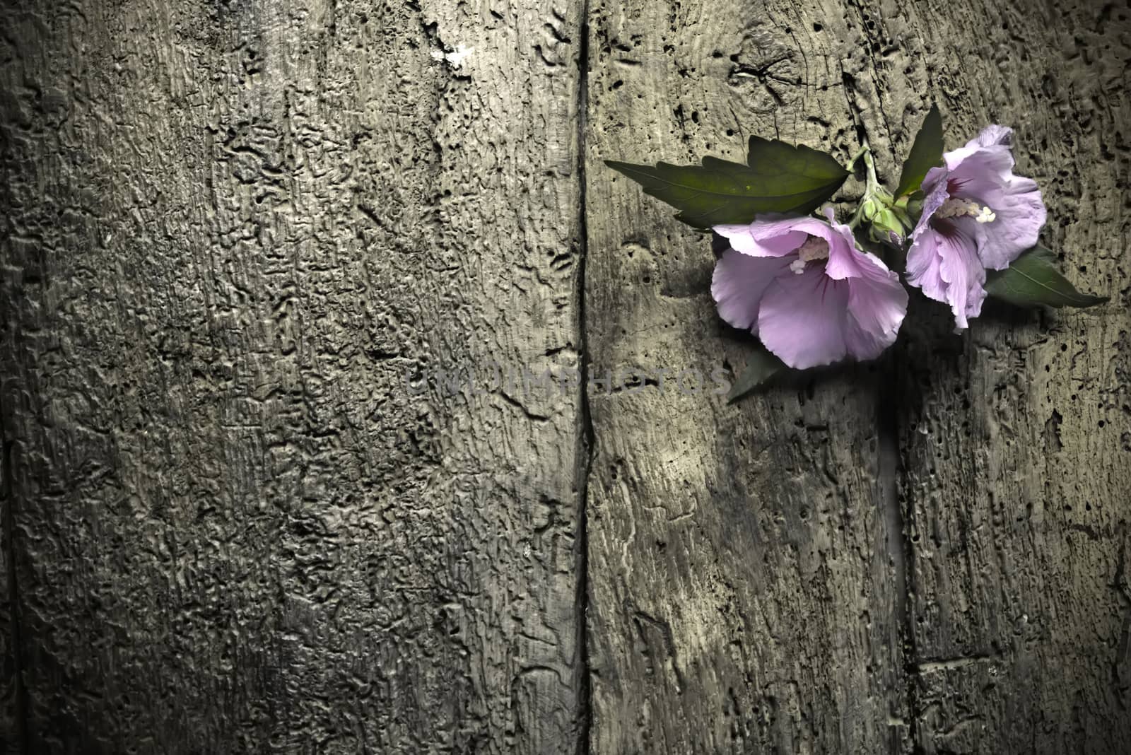  flower on old wooden wall with space for write