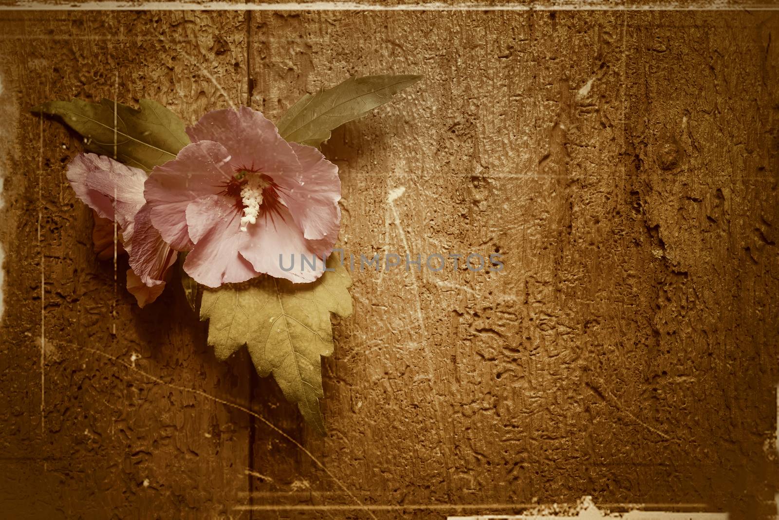  Flower on old wooden background by Carche