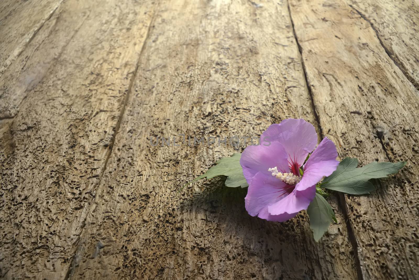 flower on old wood floor by Carche