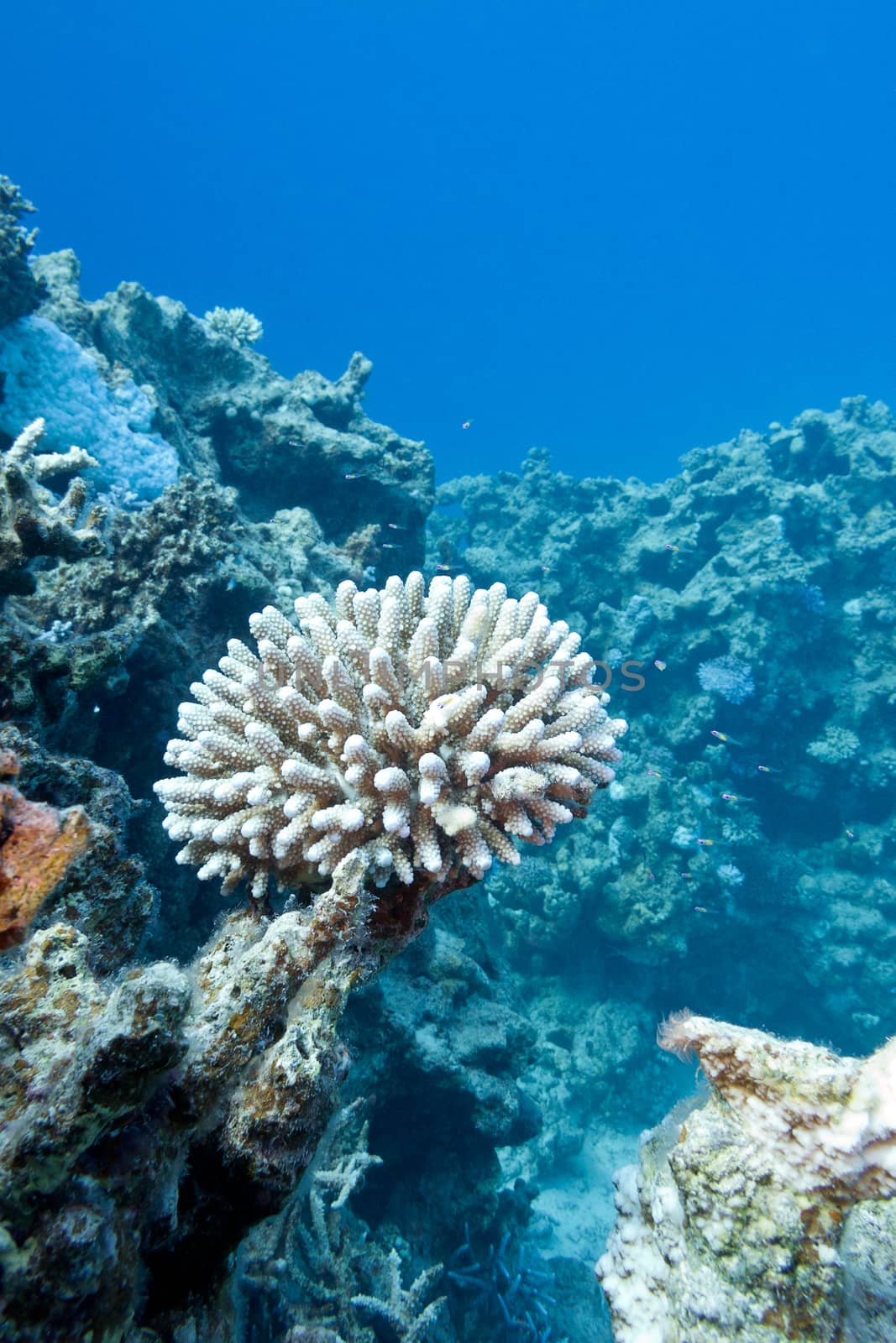 coral reef with hard coral at the bottom of tropical sea on blue water background