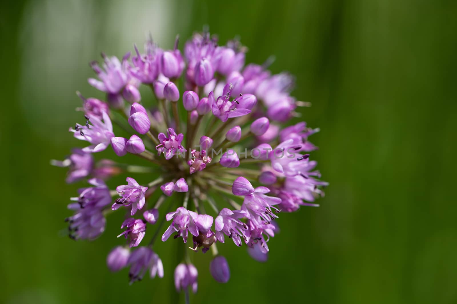 single lilac flower of blooming  allium in garden on green background