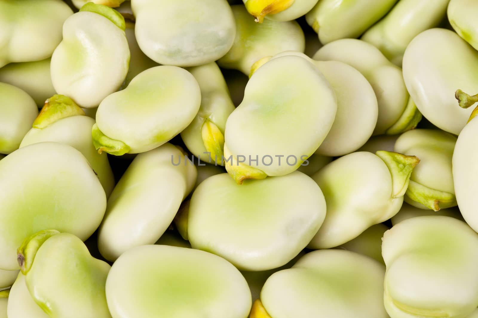 background of green broad bean close up