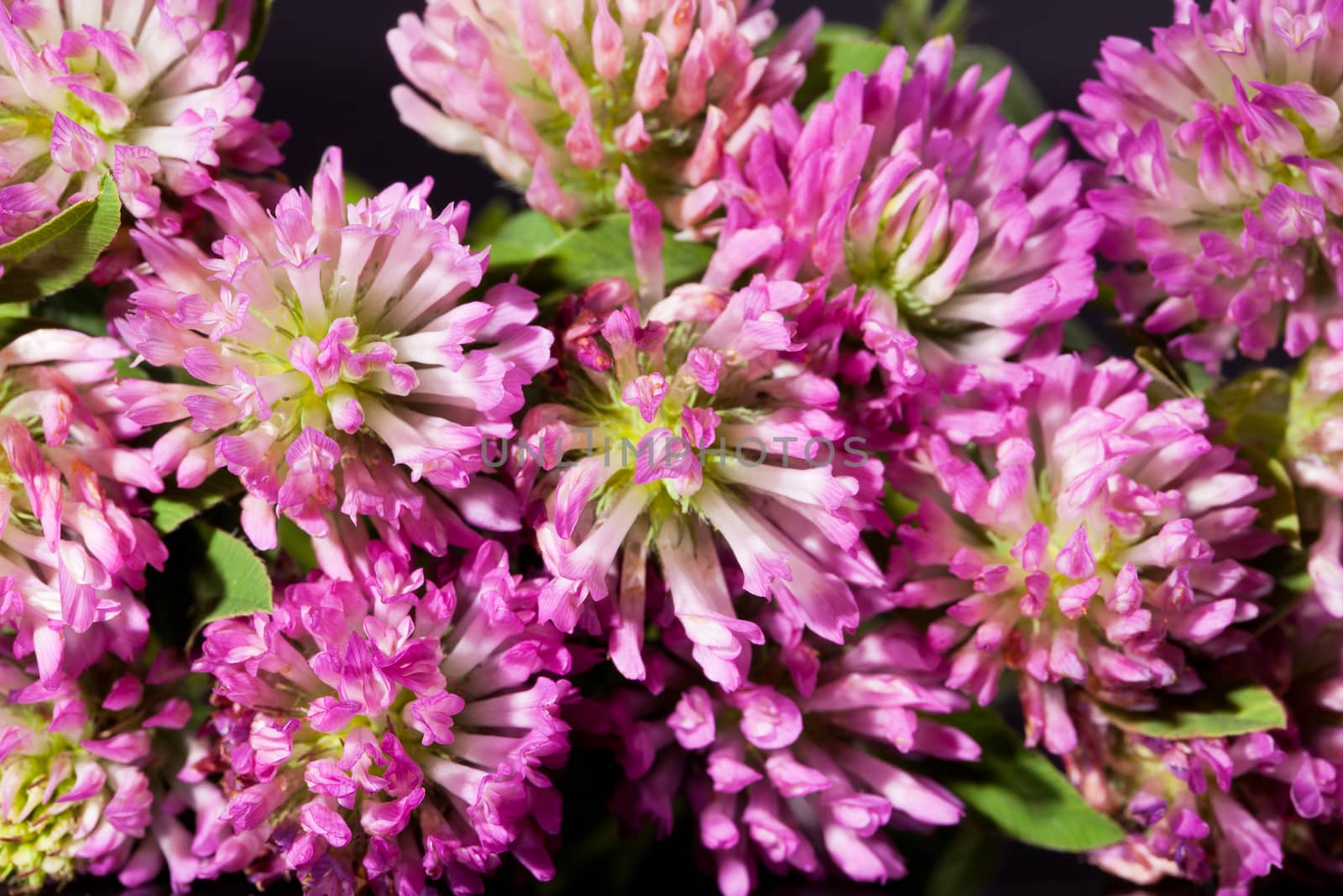 background of group of pink clover macro