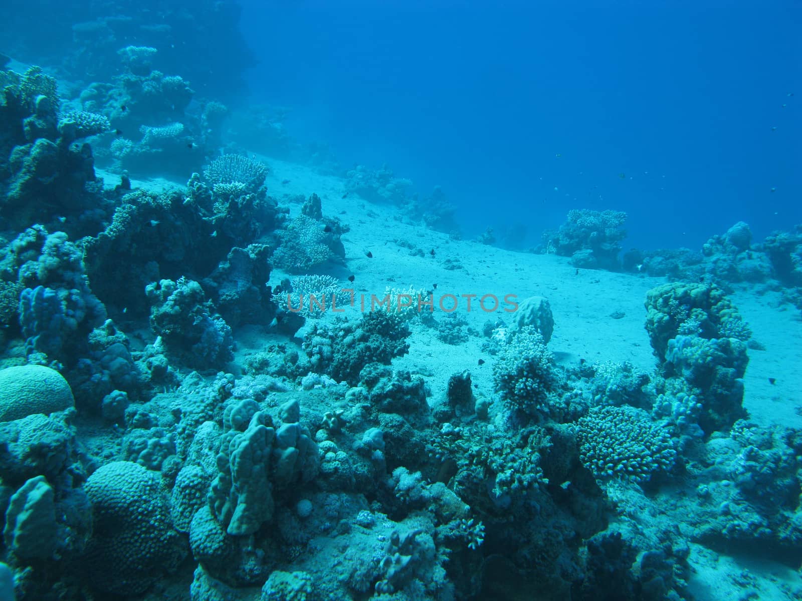 coral reef at great depth in tropical sea on blue water background by mychadre77