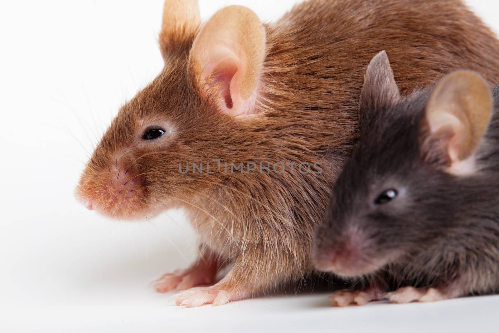 Two mouses, brown and black, over white background