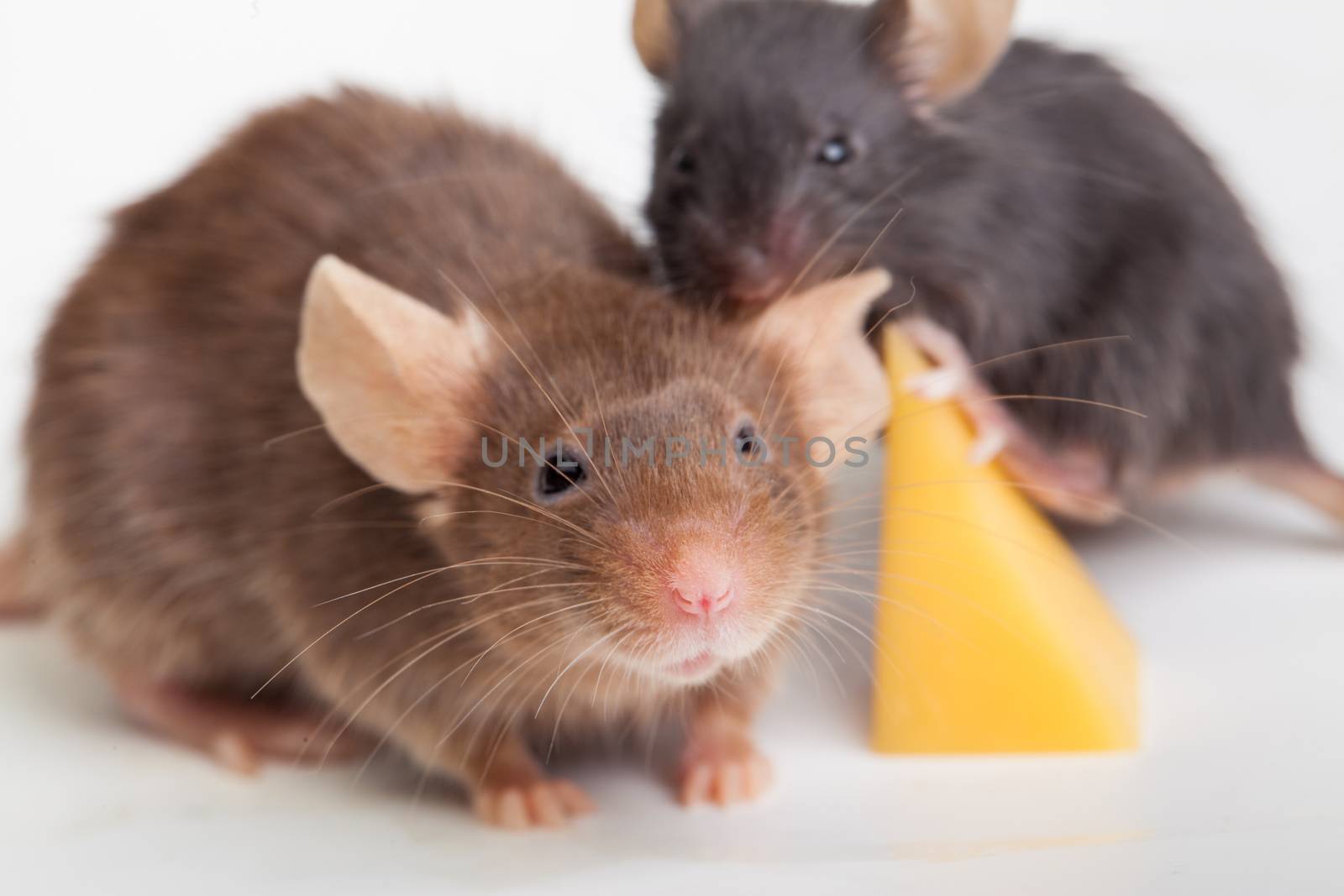 Two mouses with a slice of swees cheese, over white background