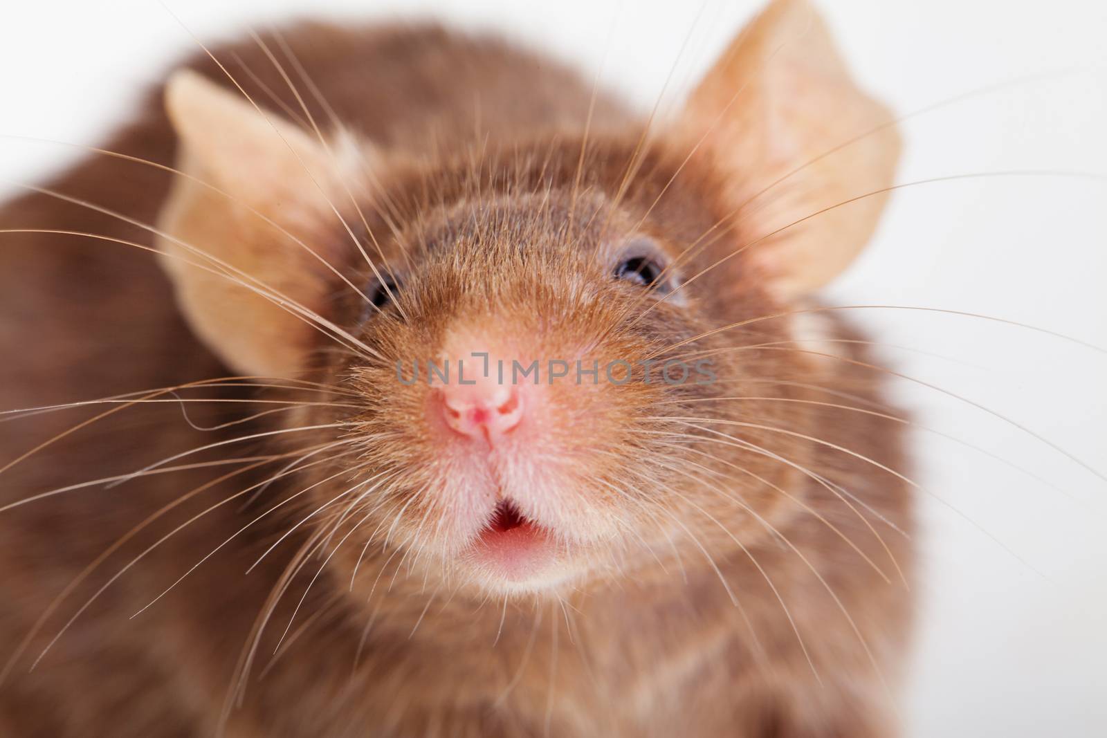 Photo of brown mouse, over white background