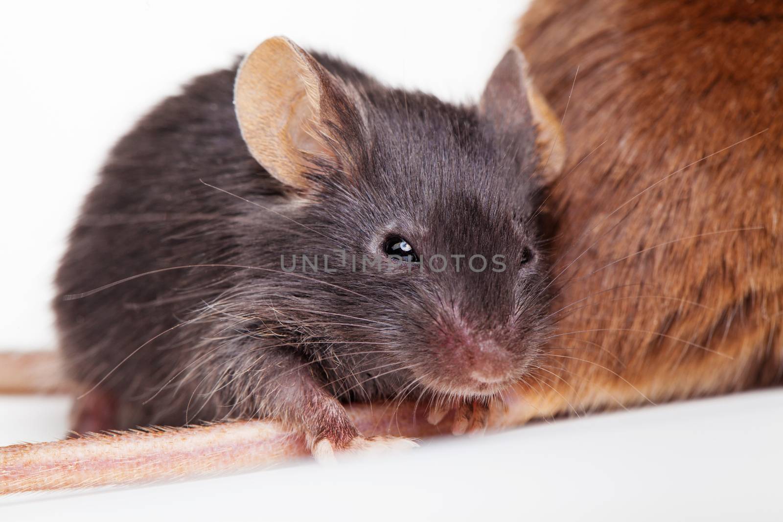 Photo of black and brown mouses sitting together