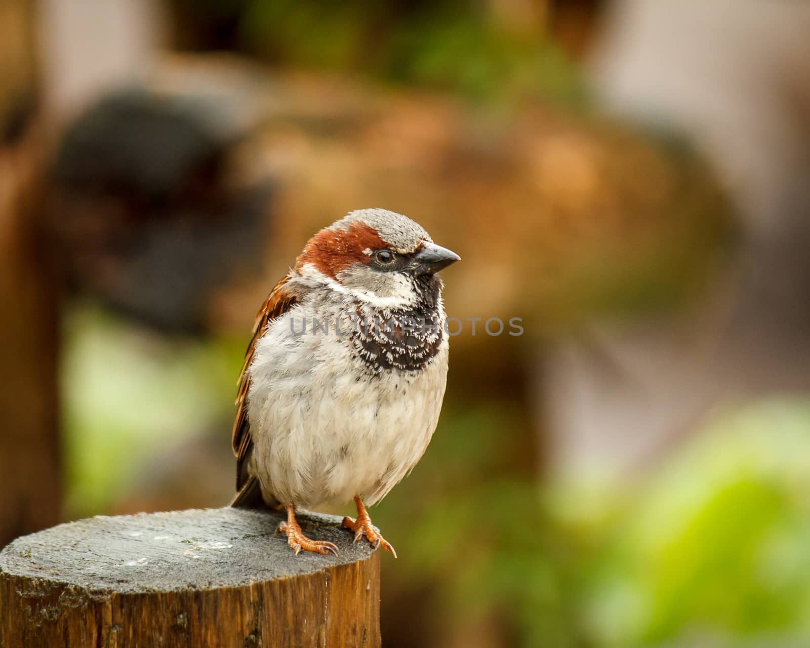 Little bird on wood by frankhoekzema